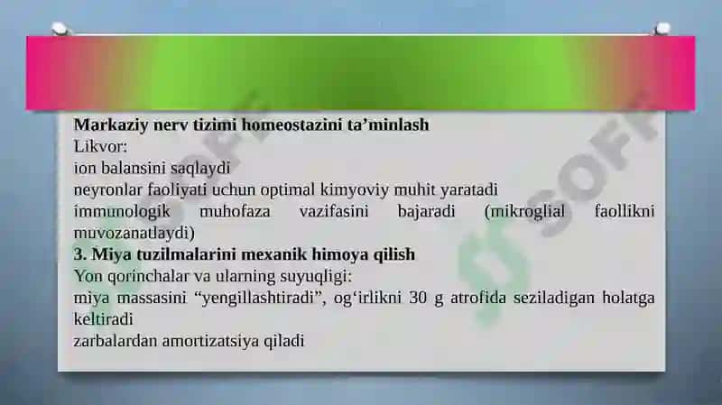 Yon qorinchalar anatomiyasi 7