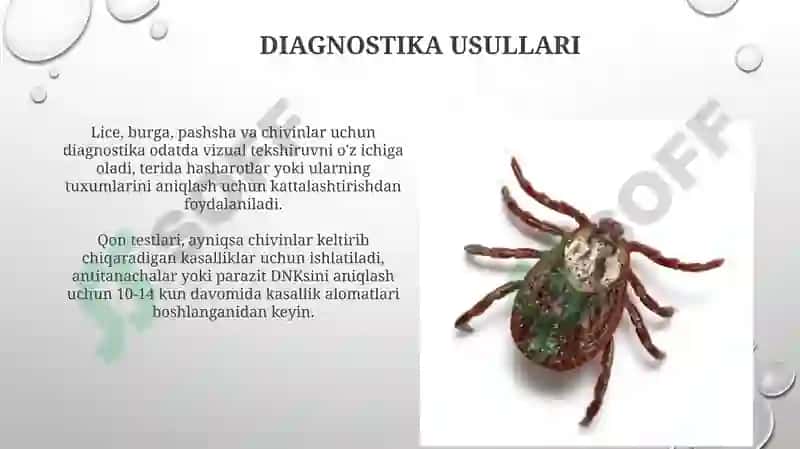 Bit burga chivin pashsha iskaptopar-tibbiyotda axamiyatga ega bolgan hasharotlar 7