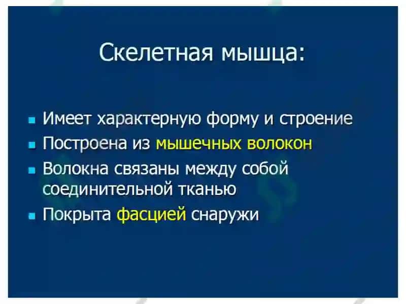Нормальная и топографическая анатомия с курсом конституциональной типологии человека 8