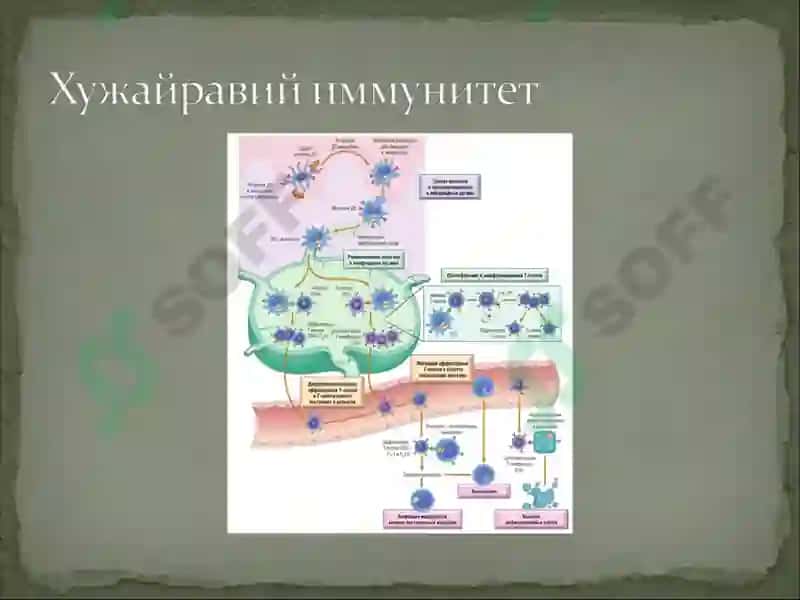 Иммун тизим патофизиологияси 8