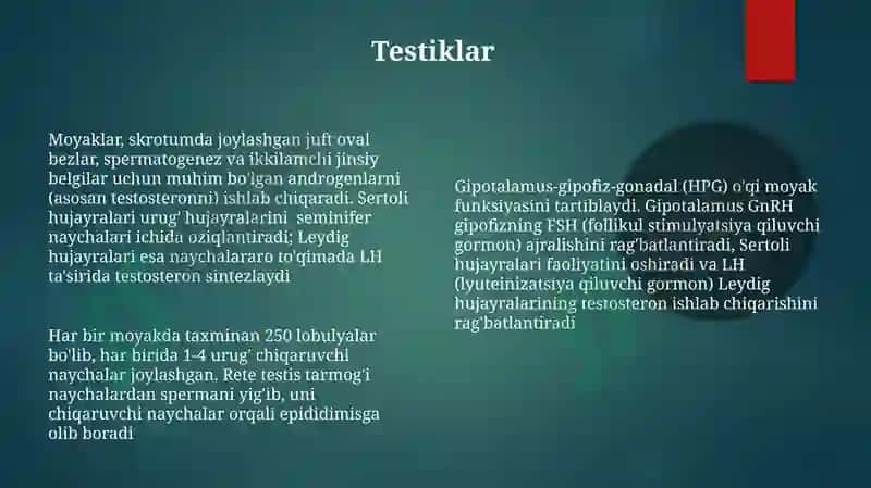 Endokrin bezlari 8
