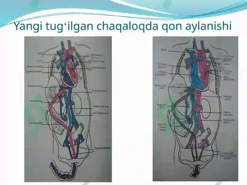 BOLALARDA YURAK-QON TOMIR TIZIMINING ANATOMO-FIZIOLOGIK XUSUSIYATLARI 8
