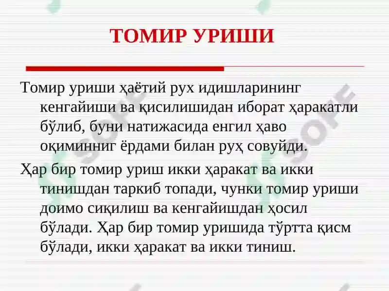 ЮРАК АНАТОМИЯСИ ВА НАБЗНИНГҲОСИЛМЕХАНИЗМИ 8