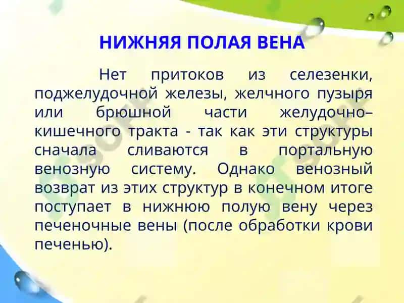 Клиническая анатомия вен и лимфатических сосудов брюшной полости 8