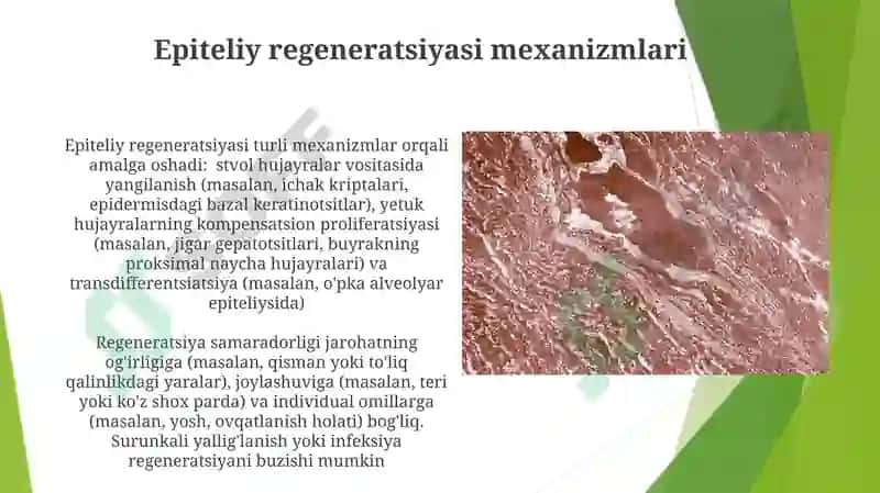 Epiteliy toʻqimasi tuzilishi va regeneratsiyasi 8