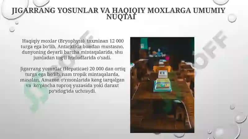 Jigarrang yosunlar 8