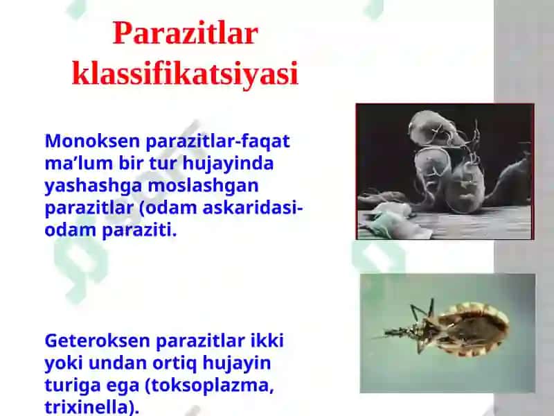 Tibbiyparazitologiya.Tibbiyprotozoologiya 8