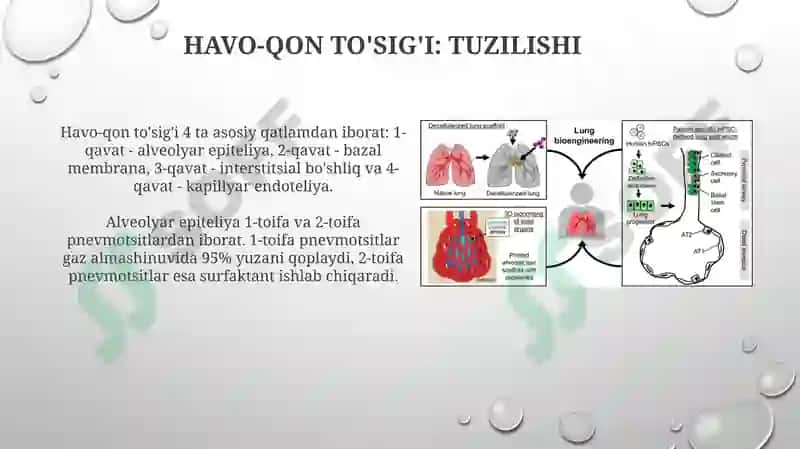 To'qimalarning regeneratsiyasi va transplantatsiyasi 8