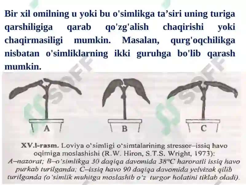 O'simliklar chidamliligi va himoyalanish fiziologiyasi 8