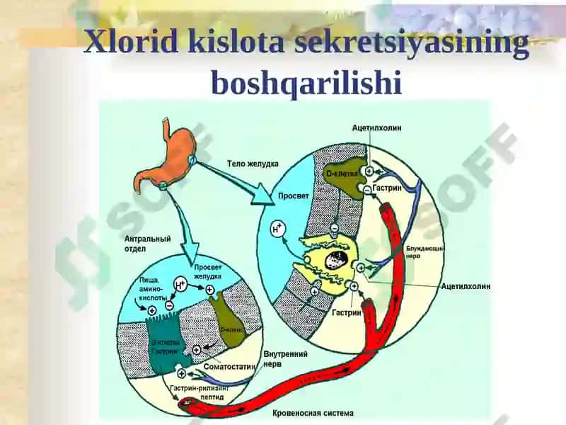 Oshqozon yara kasalligi etiopatogenezi 8