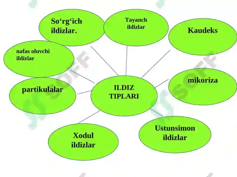Ildiz va uning vazifasi, tiplari va tuzilishi 8