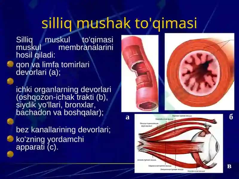 Muskullar sistemasiga umumiy tushuncha. Muskullar sistemasi klassifikatsiyasi, tuzilishi 8