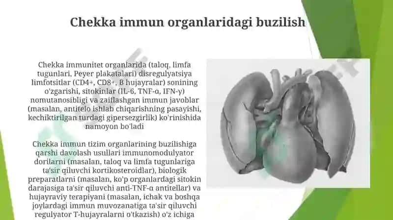 Immunitet tizimining periferik a'zolari 8