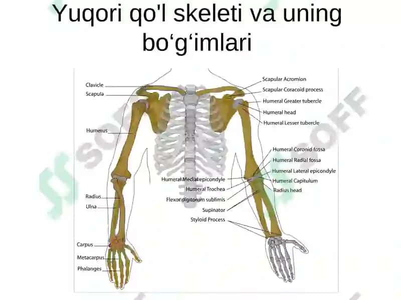 Gavda skelet. Bosh skeleti, gavda skeletining suyaklari 8