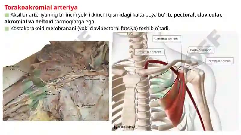 O’mrov osti arteriya tarmoqlari, Aksillar arteriya. 8
