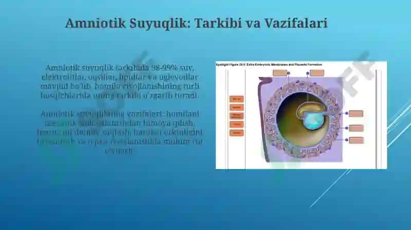Amnion, Sariqlik Xaltasi, Allantois va Yo'ldoshning Tuzilishi va Rivojlanishi 8