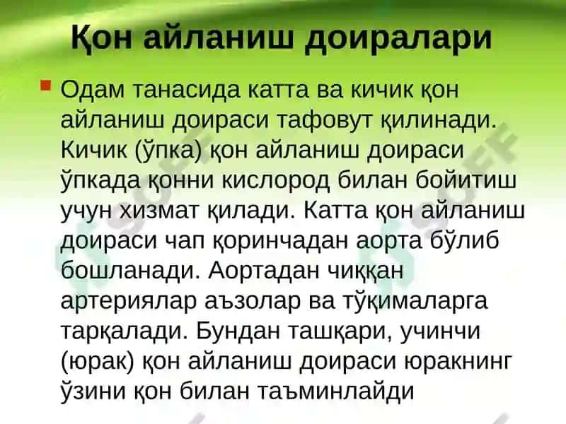 Юрак, қон айланиш доиралари, юракнинг ёшга қараб ўзгариши 8