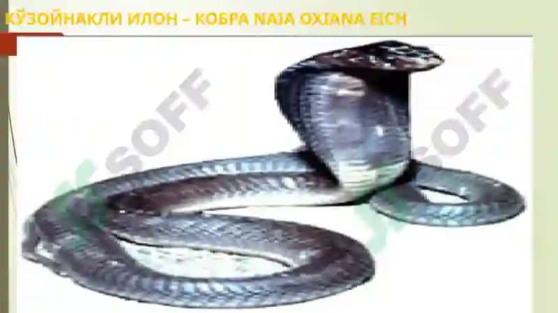 Sudralib yuruvchilar (Reptilia) sinfi 8