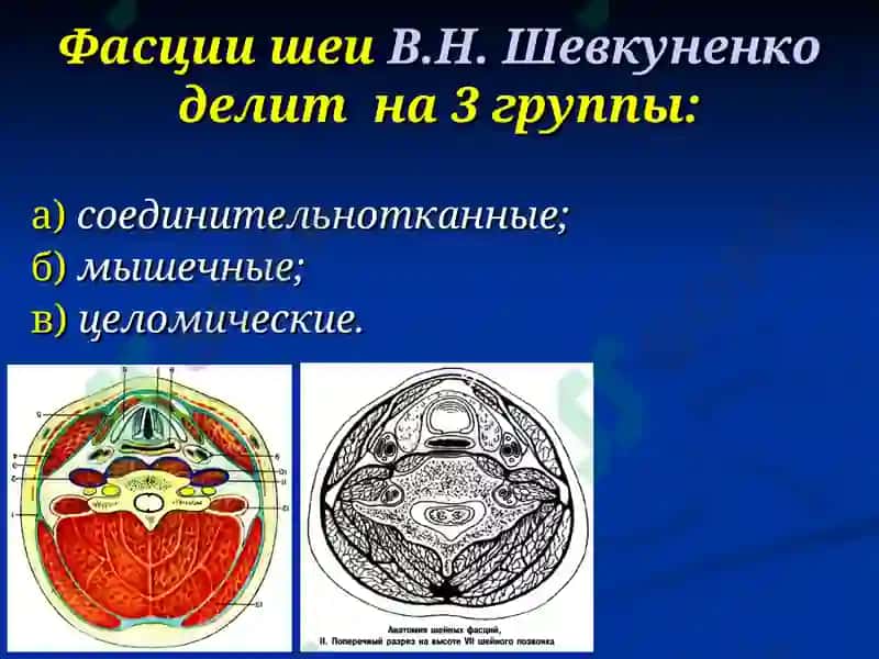 Клиническая анатомия с основами оперативной хирургии 8