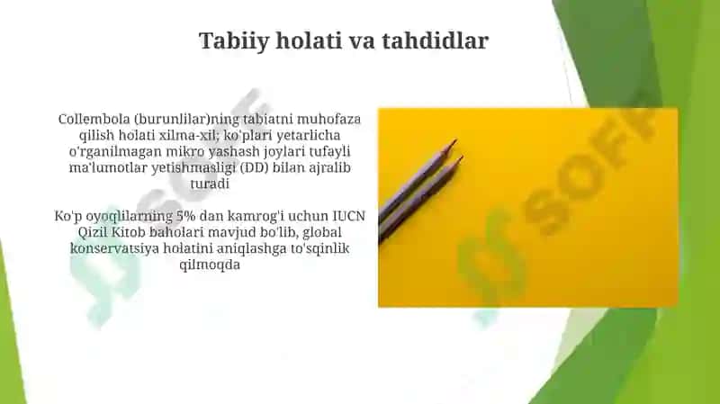 Oyog`dumlilar - Collembola 8