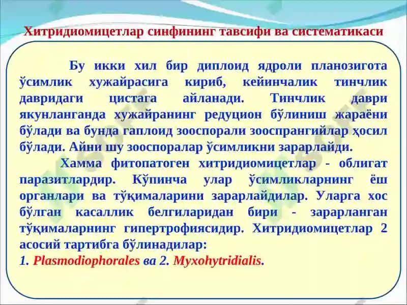 Замбуруғларнинг систематикаси. Хитридиомицетлар синфининг тавсифи 8