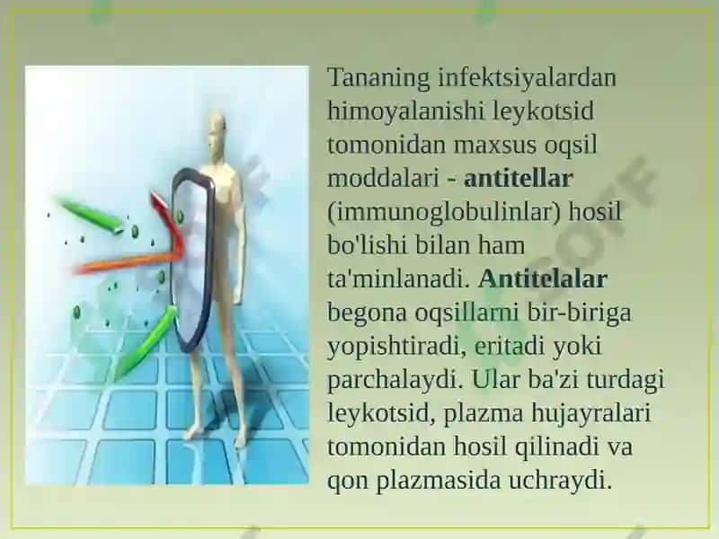 Qonning tuzilishi, funksiyalari va yoshga oid xususiyatlari 8