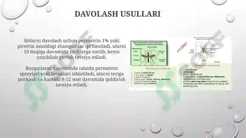Bit burga chivin pashsha iskaptopar-tibbiyotda axamiyatga ega bolgan hasharotlar 8