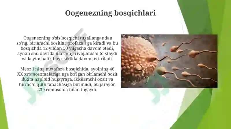 Oogenez va Spermatogenezning O'ziga Xos Xususiyatlari 8