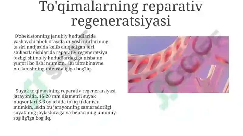 To'qimalarning fiziologik va reparativ regeneratsiyasi 8