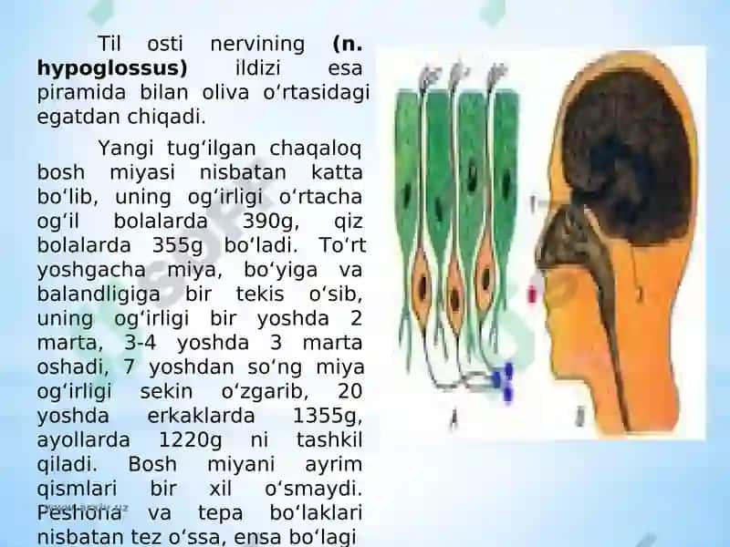 Bosh miya katta yarim sharlarining tuzilishi va fiziologiyasi 8
