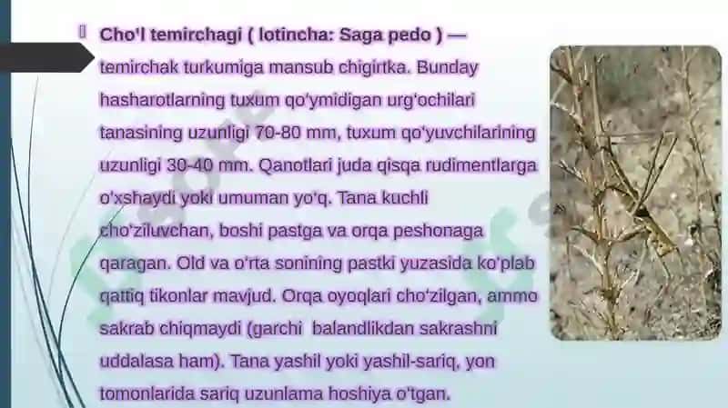 Cho’l ekotizmlari umurtqasiz hayvonot olami asosiy vakillarining ichki va tashqi tuzilishi, tuzilish 8