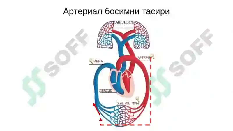 ВАРИКОЗ КАСАЛЛИГИ 8