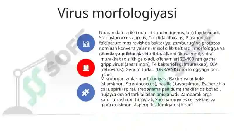 Mikroorganizmlar morfologiyasi va nomenklaturasi 8