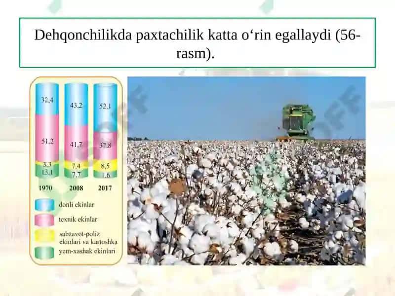 DEHQONCHILIK 8