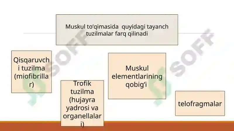 Yumshoq muskultoʻqimasining mexanik xossalari 8