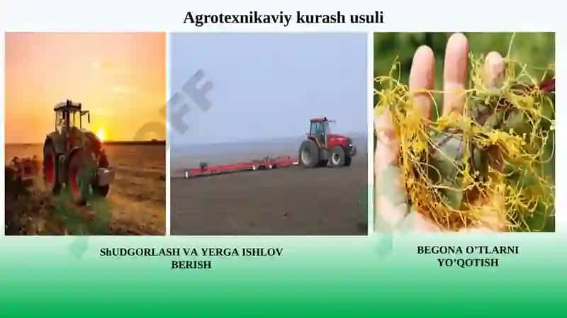 O'SIMLIKLAR KАSАLLIKLАRIGАQАRSHI KURАSH USULLАRI 8
