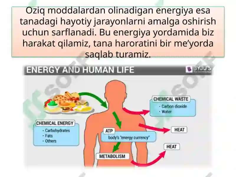MAVZU.TIRIK ORGANIZM-LARNING OZIQLANISHI 8