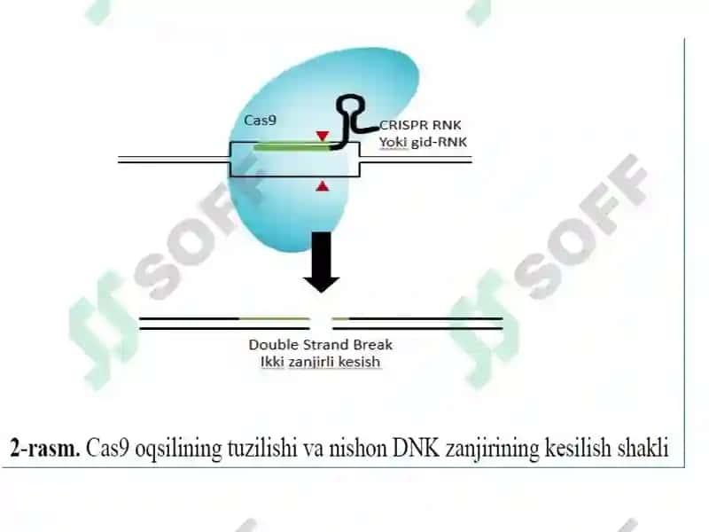 CRISPR/Cas техникасидан фойдаланган ҳолда генларни таҳрирлаш 8