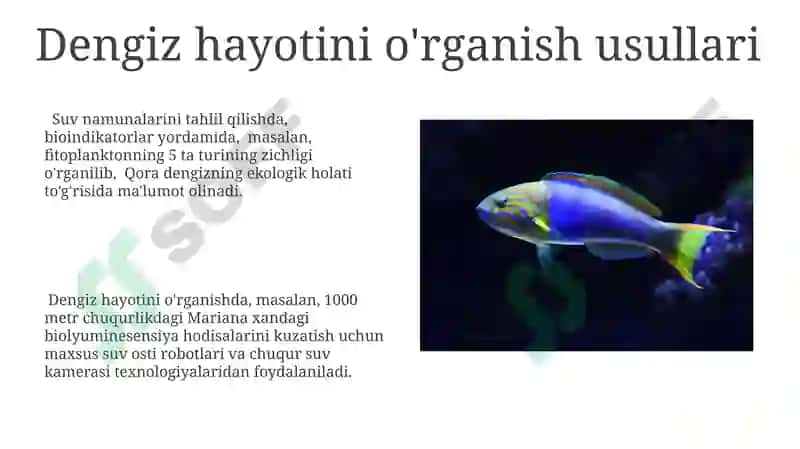 Baliqlar va dengizda yashovchilar 8