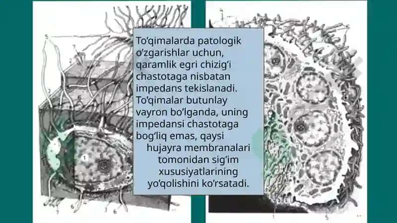 Organizmtoʻqimalarining elekttokiga impedansi 8