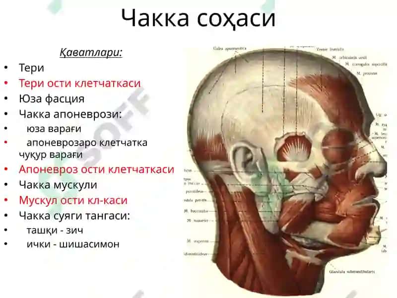 Boshning miya qismi topografik anatomiyasi va operativ xirurgiyasi. Peshona, tepa, ensa, chakka, quloq va so‘rg‘ichsimon sohalar. Shipo uchburchagi va uning klinik axamiyati. Bosh soxasidagi kesma turlari. Trepanatsiya turlari 8