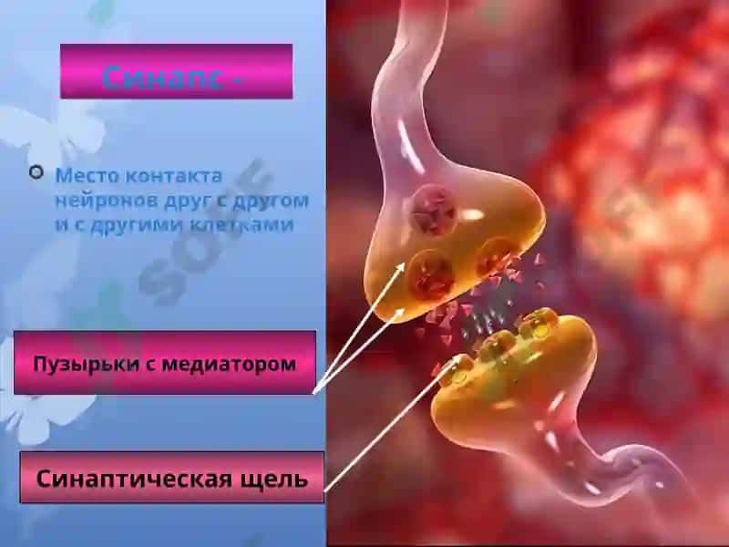 Презентация по дисциплине «Русский язык» 8