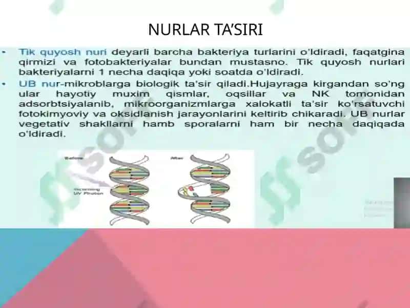 Mikroorganizmlarining ta’siri 8