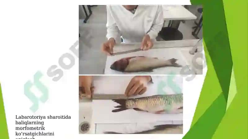 KATTAQO‘RG‘ON SUV OMBORIDA YETISHTIRILADIGAN PELAGOFIL BALIQLARNING BIOEKOLOGIYASI 8