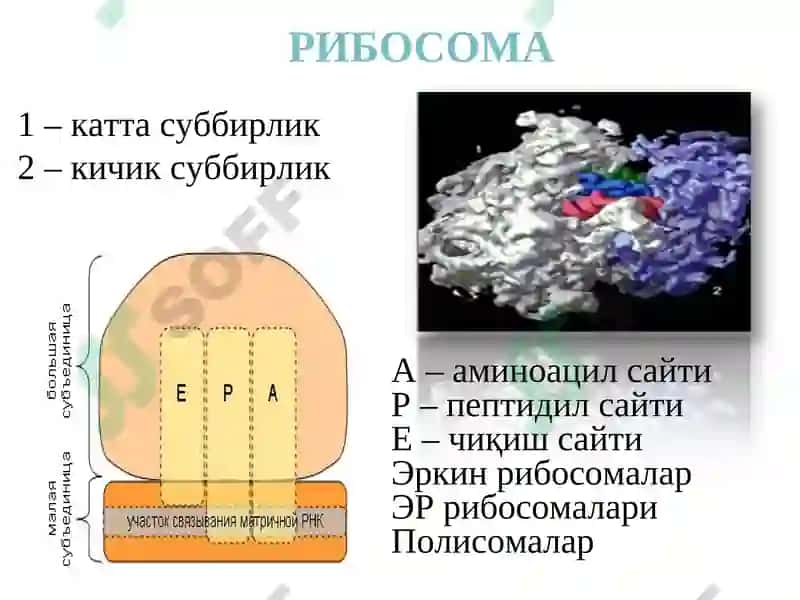 Молекуляр биология 8
