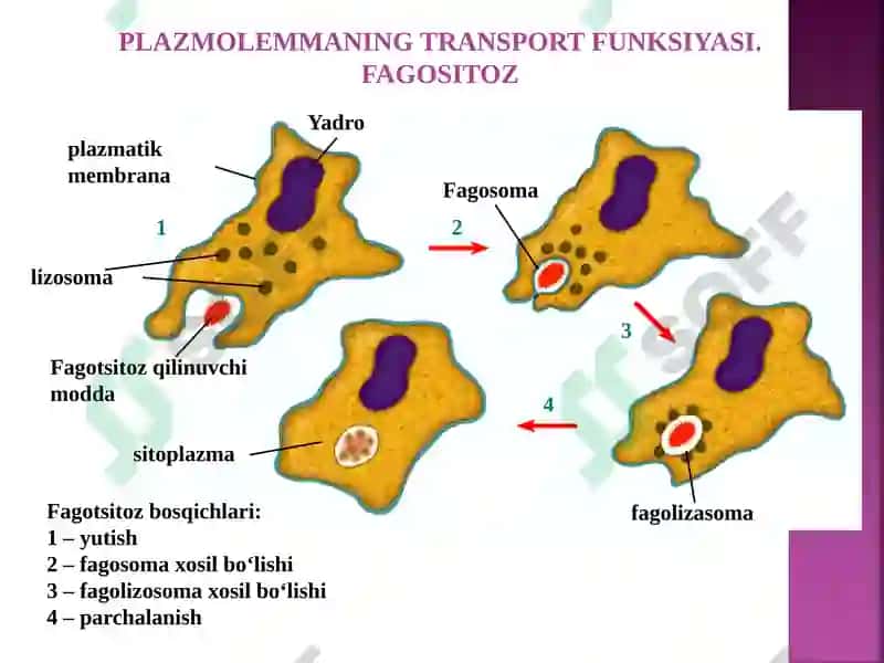 MA’RUZA REJASI 8