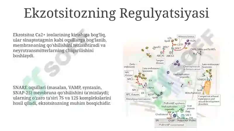 Fosfolipidlar va Oqsillar: Biosintez va Tuzilish 8