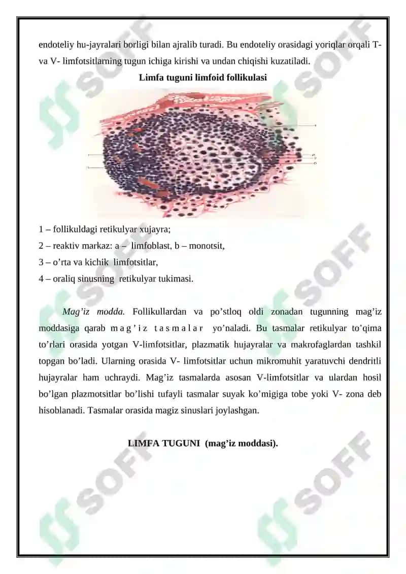 Gemositopoez jarayononinig boshqariluvi. Immun-himoya reaksiyalarining morfologik asoslari. 8