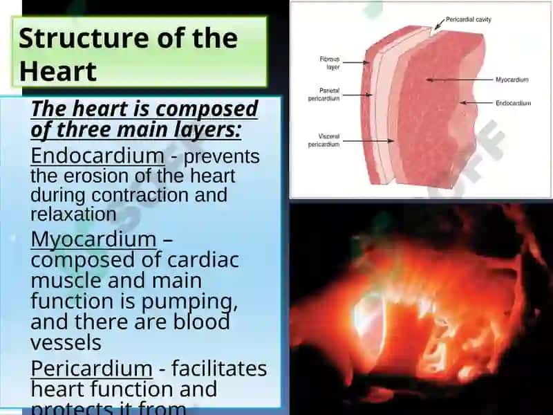 Circulatory System Presentation 8