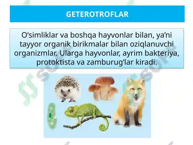 EKOSISTEMALARDA ENERGIYA OQIMI 8